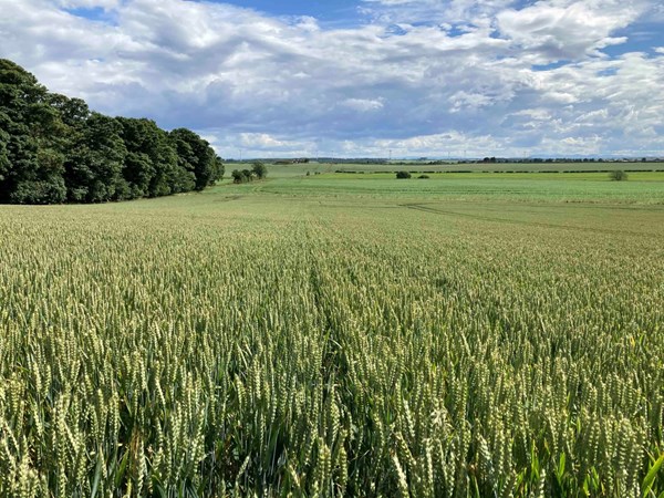 Field of wheat, Balbirnie Home Farms lo res 3